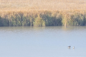 herbst-im-seewinkel-27