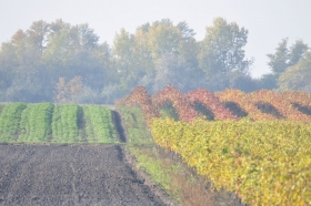 herbst-im-seewinkel-41