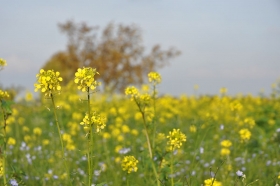 herbst-im-seewinkel-44