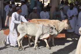 oman-2016-111